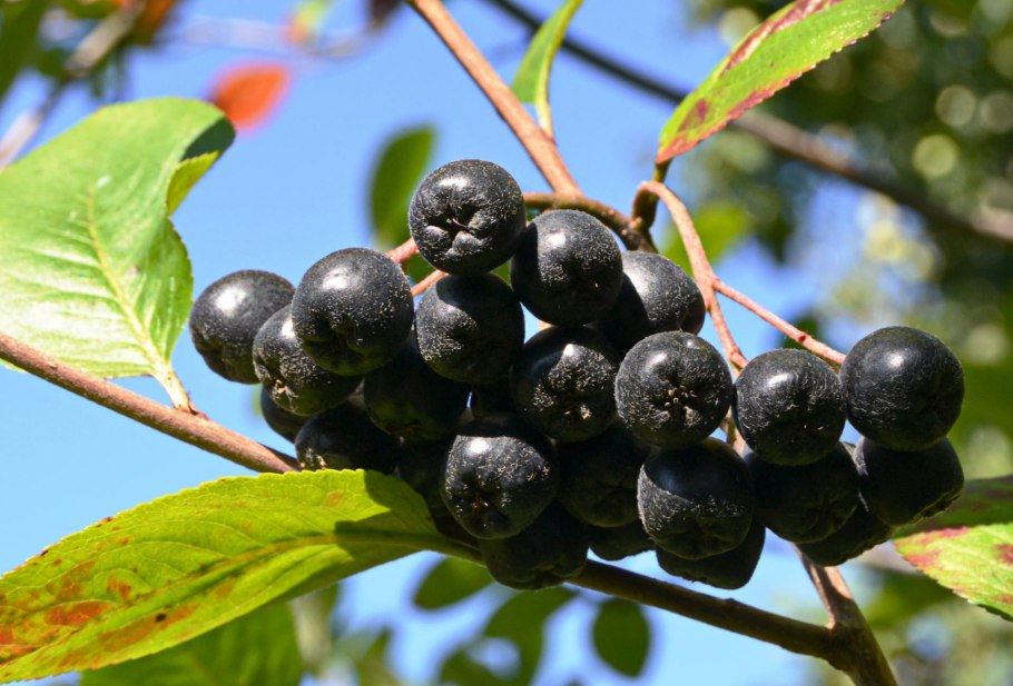 Черноплодная рябина арония