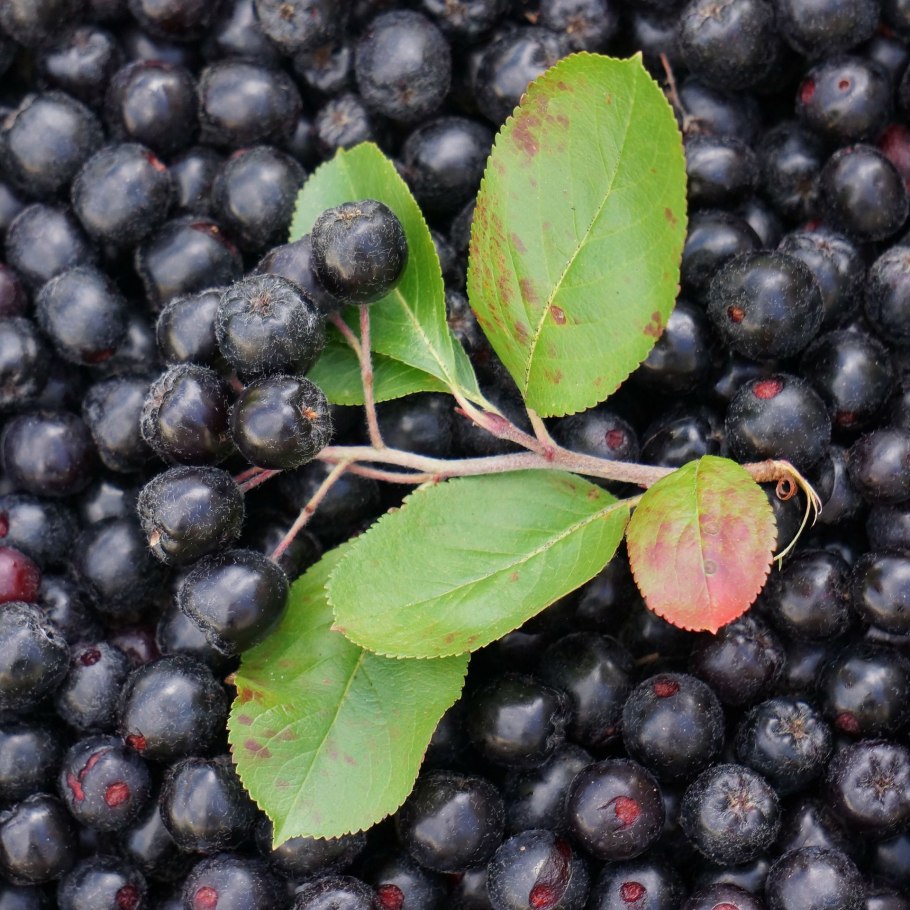 Арония черноплодная (Aronia melanocarpa)