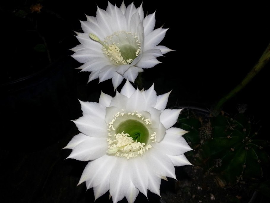 Кактус зацвел белым цветком