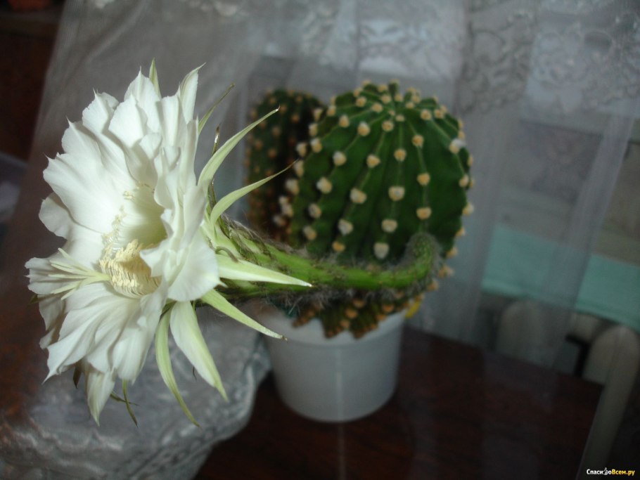 Цветущий Кактус белый цветок
