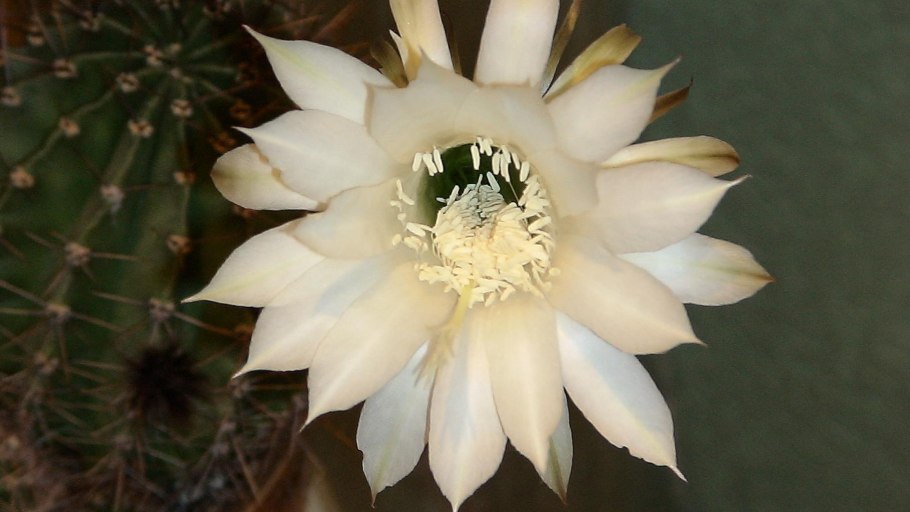 Цветение кактуса белые цветы
