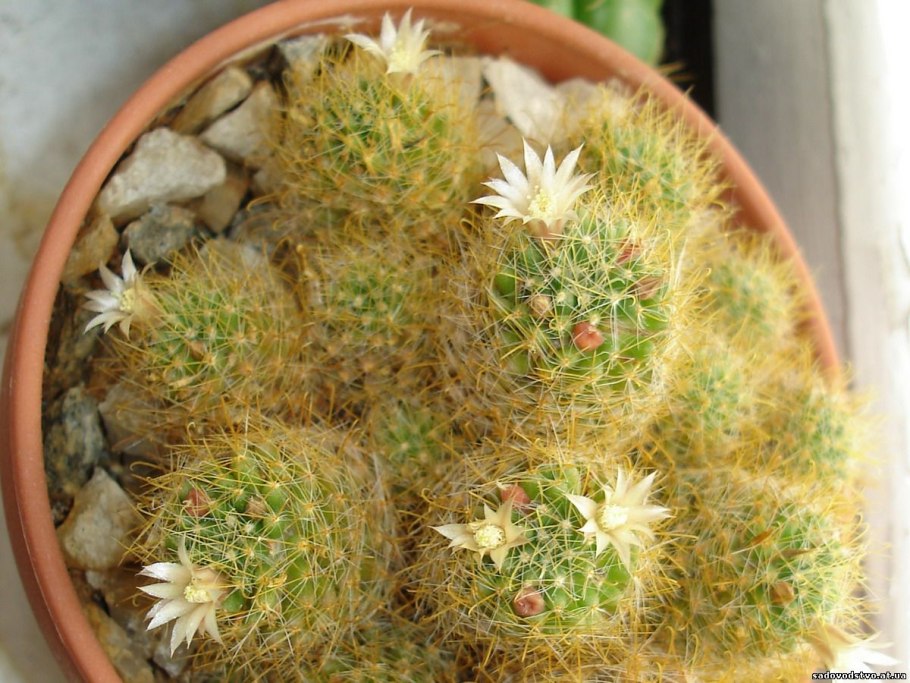 Кактус соцветие