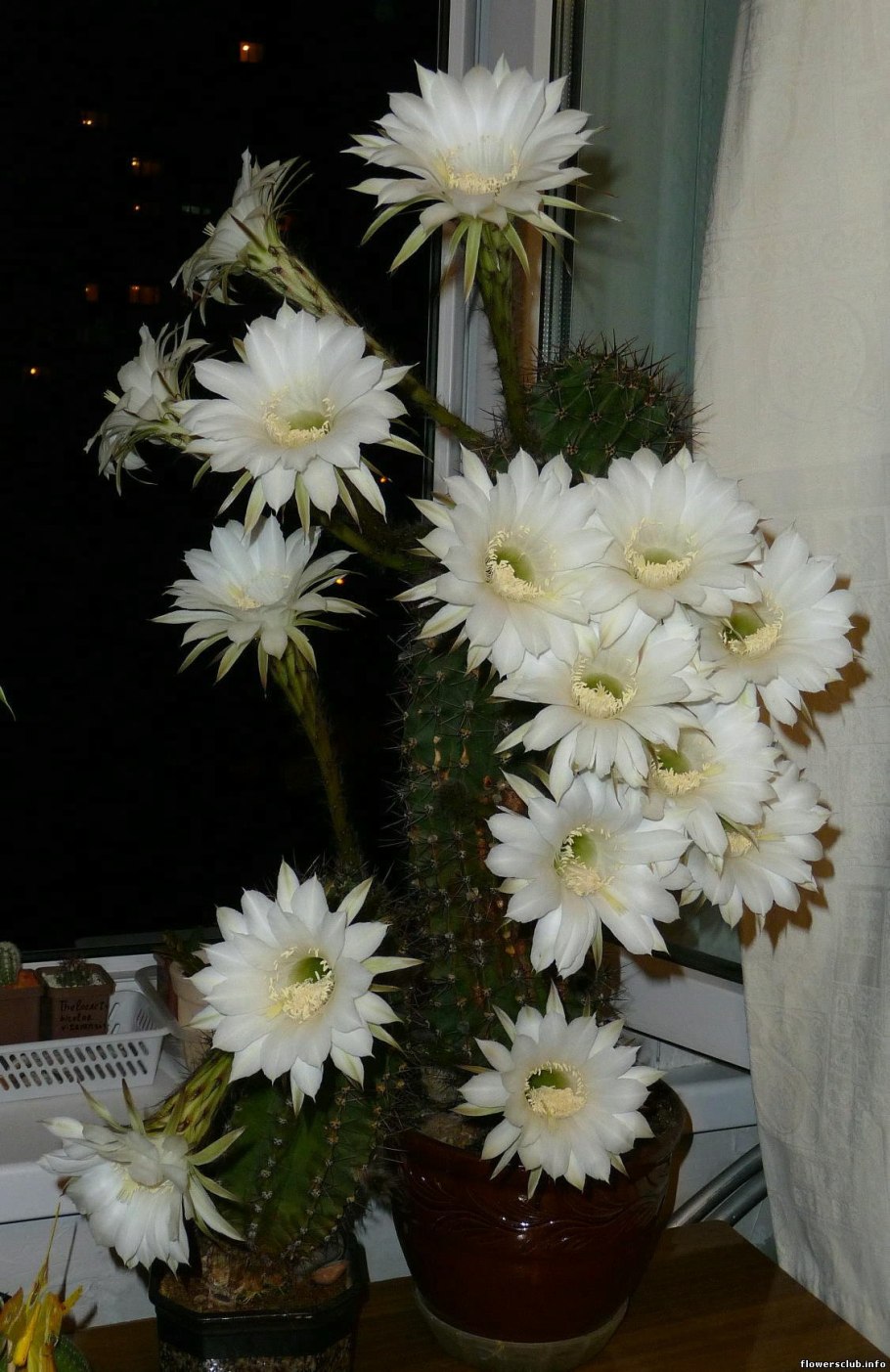 Aylostera narvaecensis