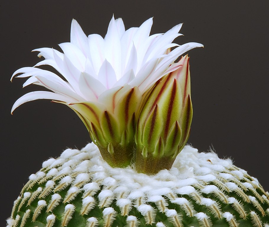 Кактусы долгоцветущие