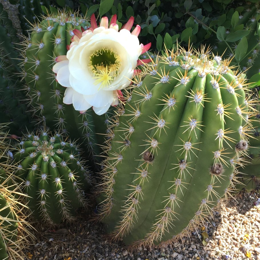 Кактус с большим белым цветком