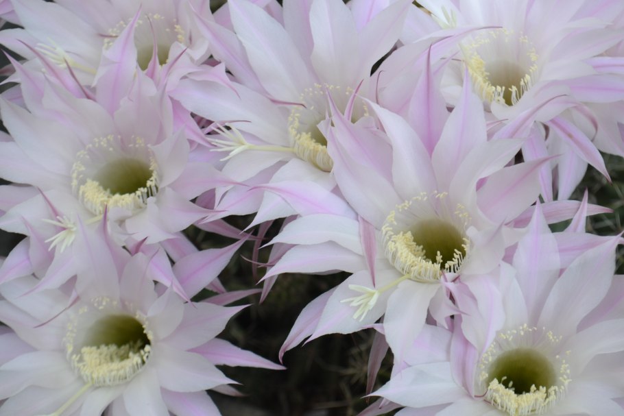 Кактус эхинопсис субденудата