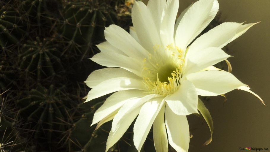 Кактус суккулент Трихоцереус