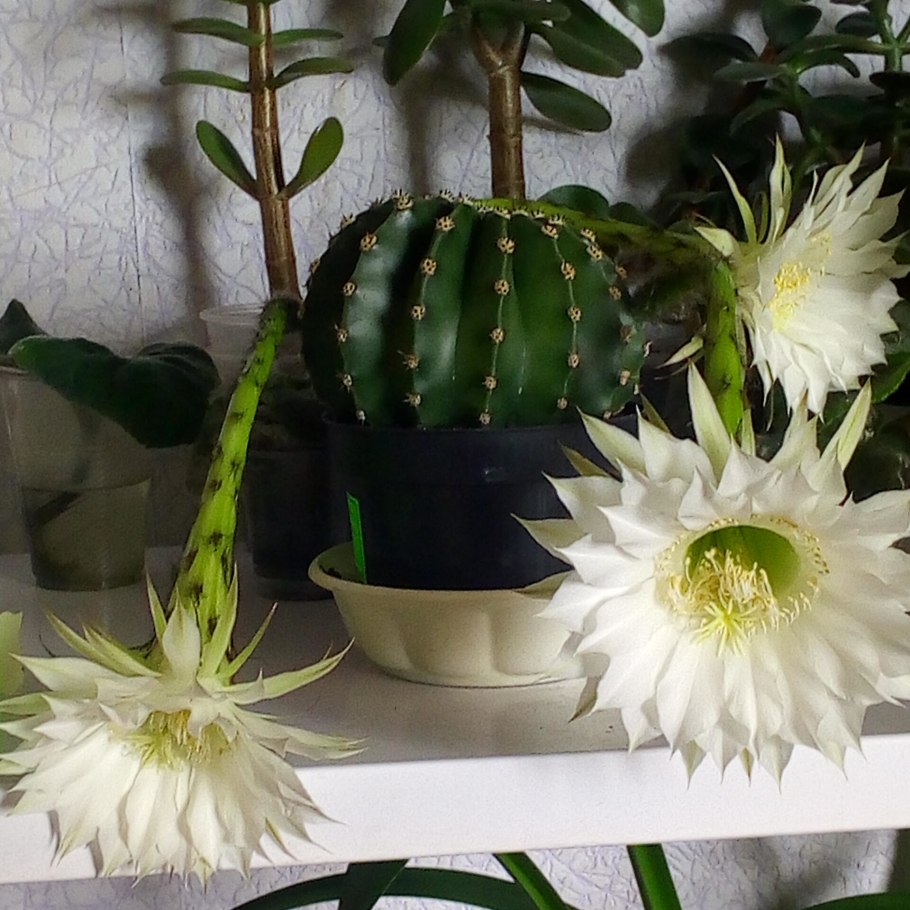 Цветок в горшке Минимализм