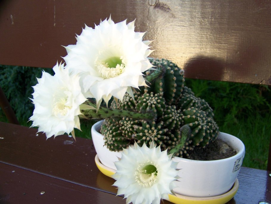 Маммиллярия марксмана