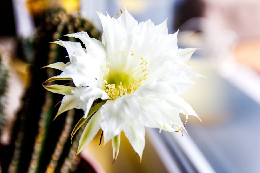 Кактус с большим белым цветком