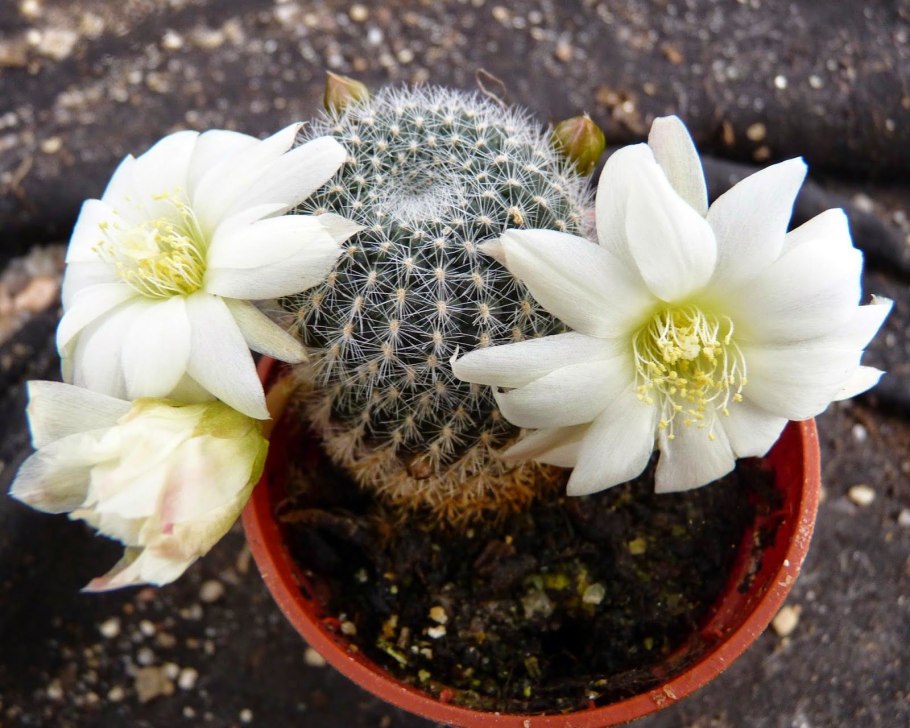 Вариегатный Кактус Цветущий