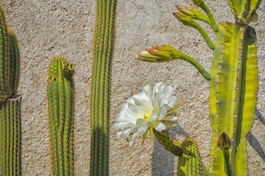 Echinopsis chionantha