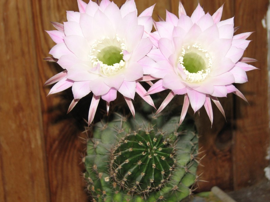 Кактус с белым крупным цветком