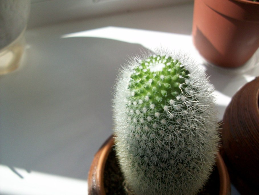 Маммиллярия цереус