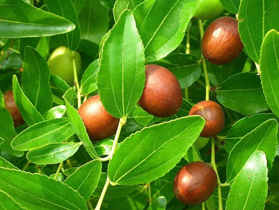 Саженцы унаби китайский финик