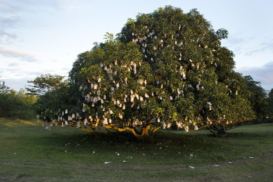 Манго Tree ripe