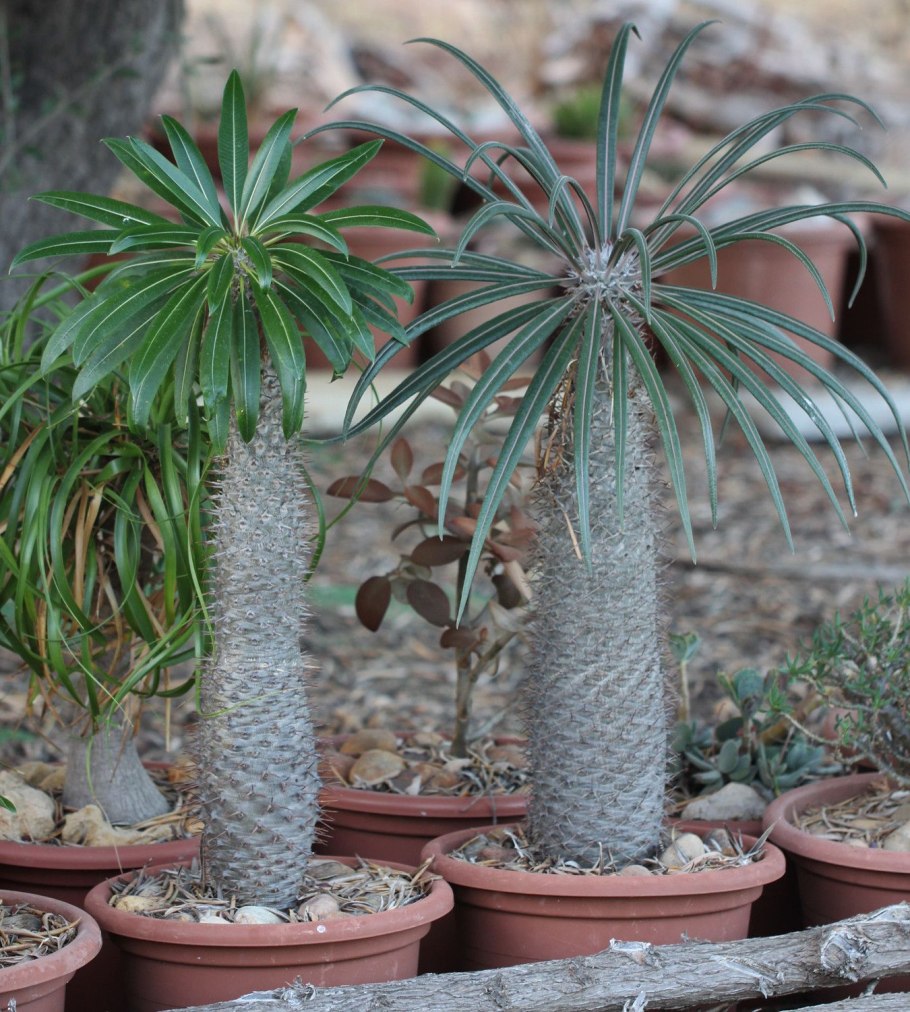 Пахиподиум Сандерса