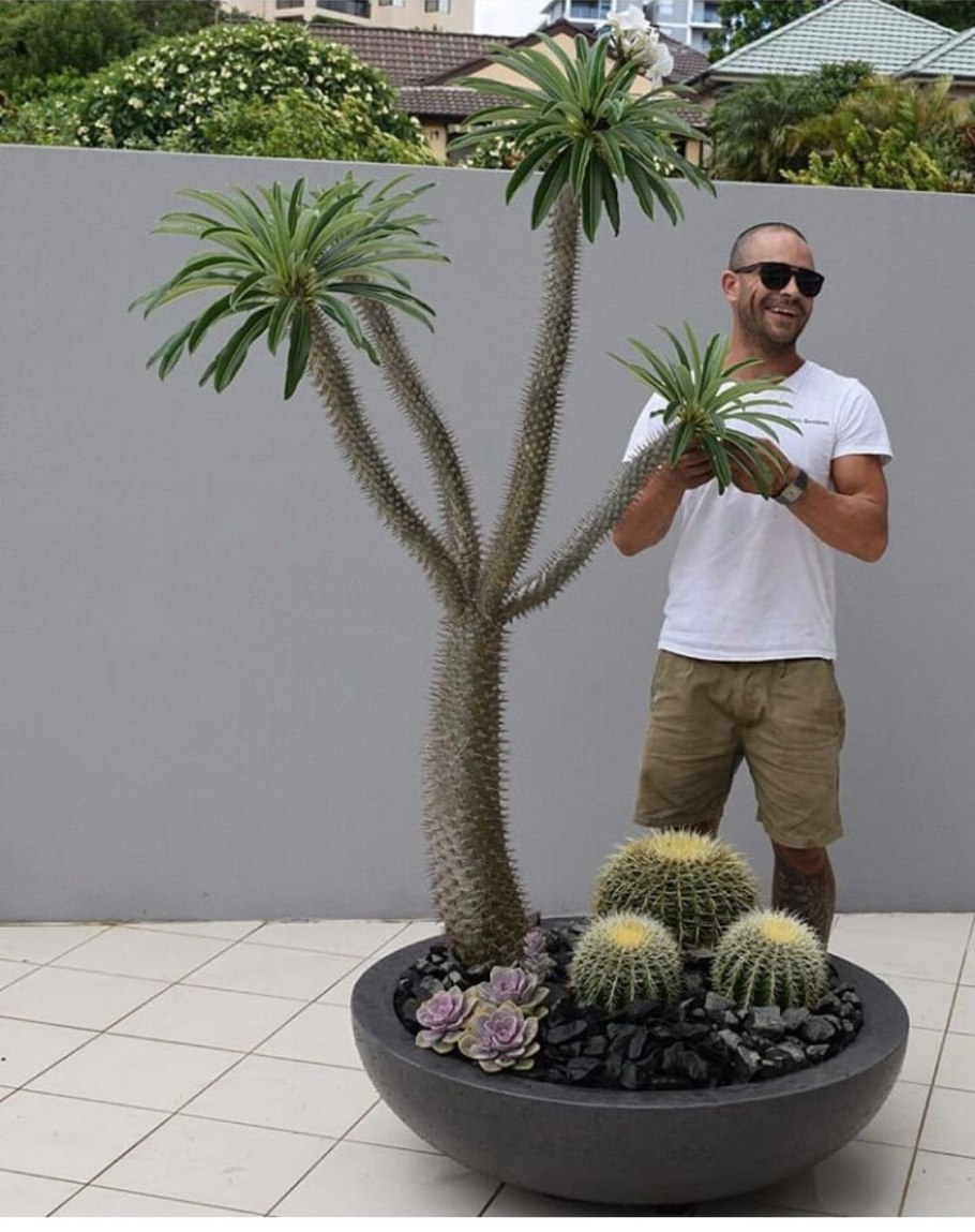 Суккулент пахиподиум Ламери