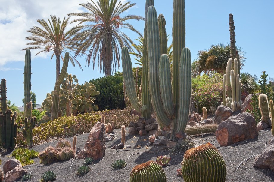 Кактусы Тенерифе