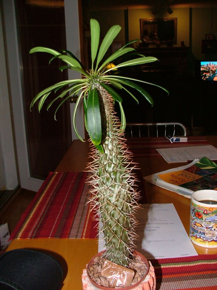 Кактусовая оранжерея Ботанический сад Петра Великого