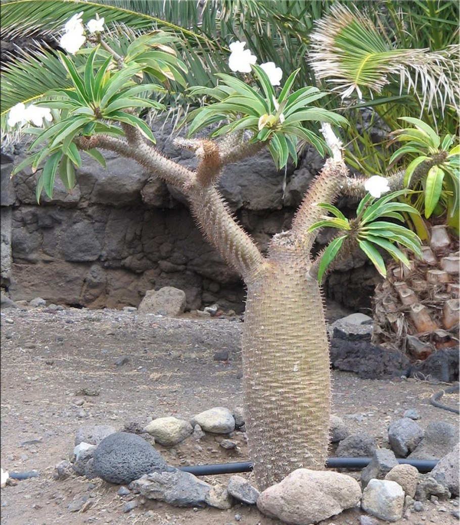 Пахиподиум ламера