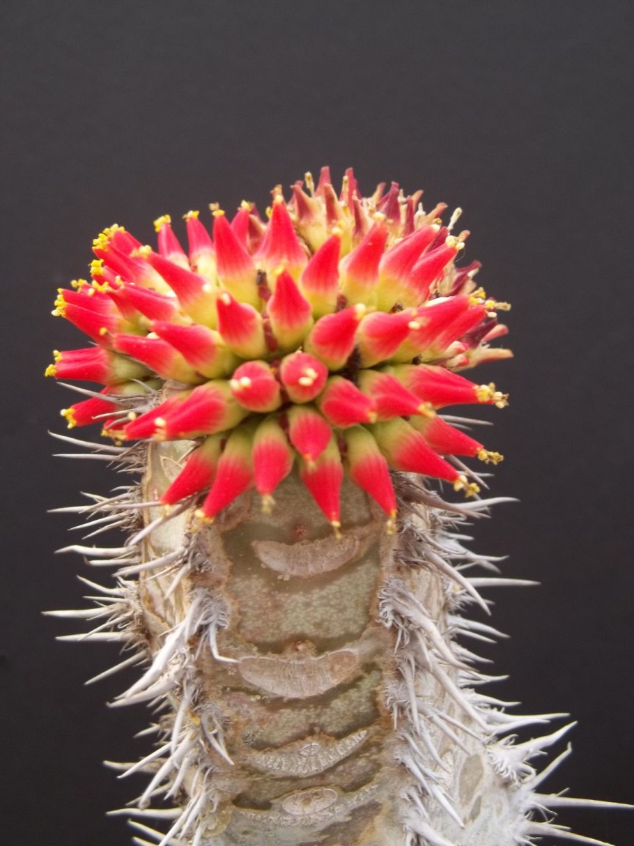 Пальмовый Кактус