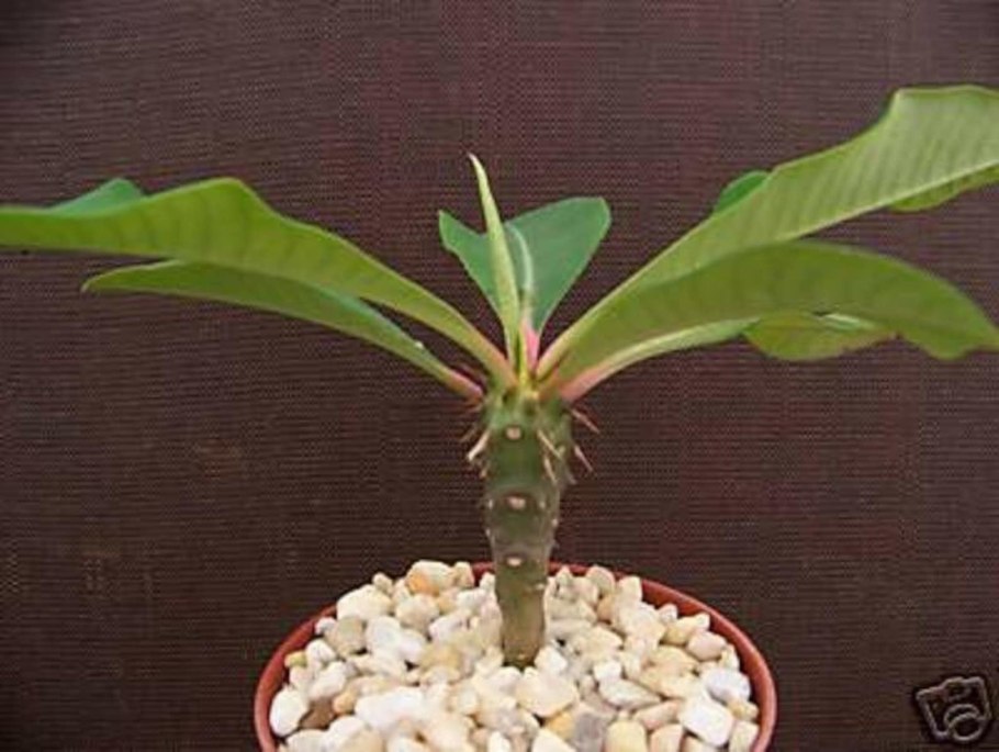 Пахиподиум Сандерса размножение