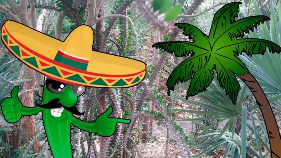 Колючее дерево