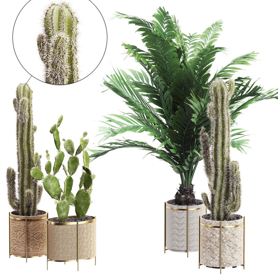 Паша Кактус