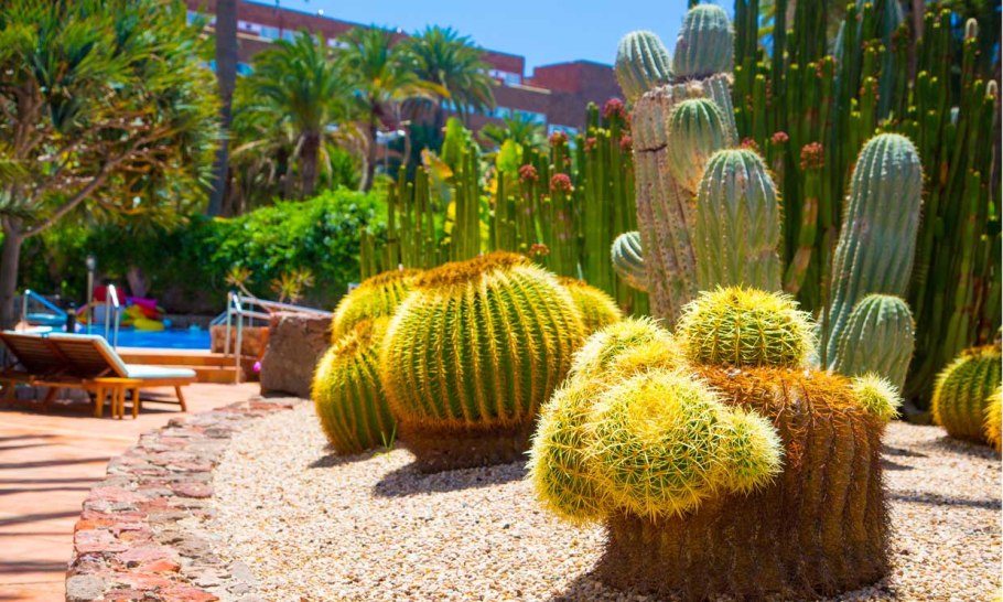 Пальмовый Кактус