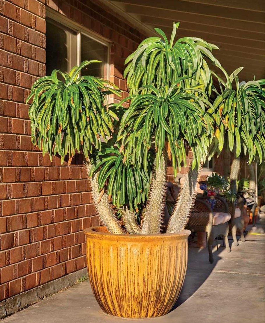 Мадагаскарская Пальма