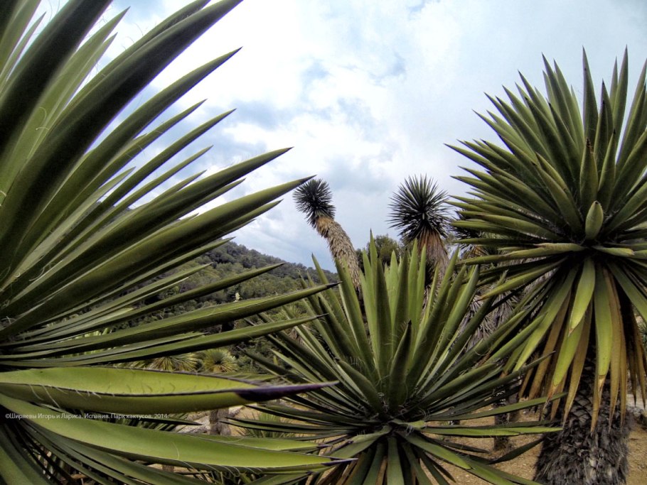 Кактусы комнатные пальмы