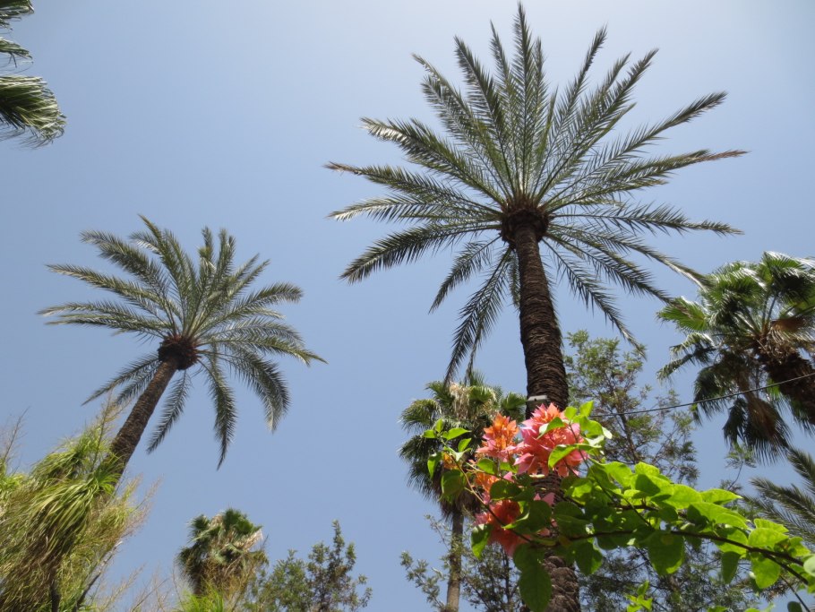 Мадагаскарский суккулент Кактус