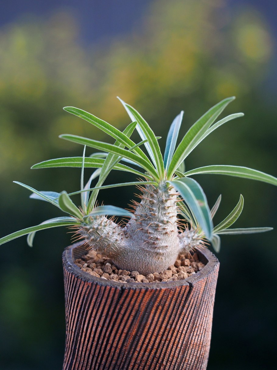 Пахиподиум ламера