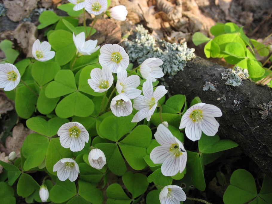 Кислица Ортгиса (Oxalis ortgiesii).