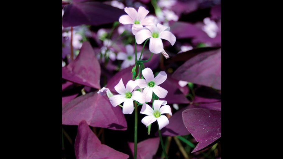 Кислица оксалис