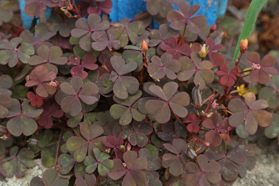 Оксалис железистолистная цветок