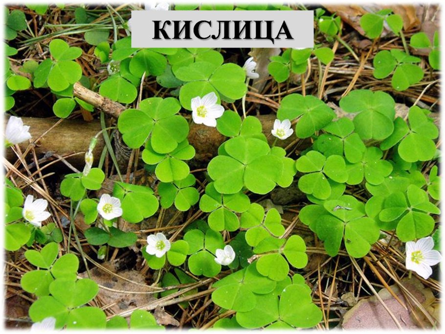 Кислица Лесная
