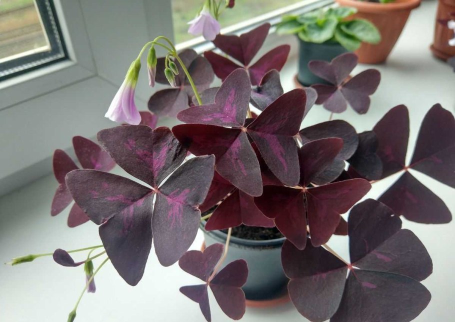 Оксалис вулканический