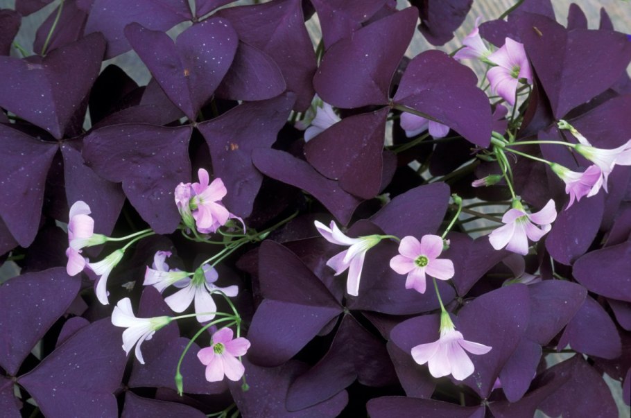 Кислица оксалис Садовая