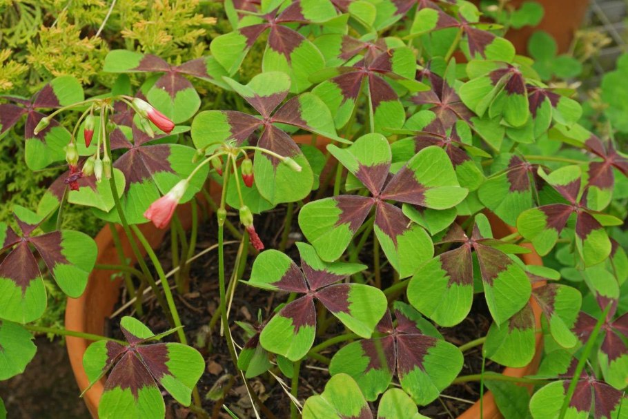 Оксалис мартианский