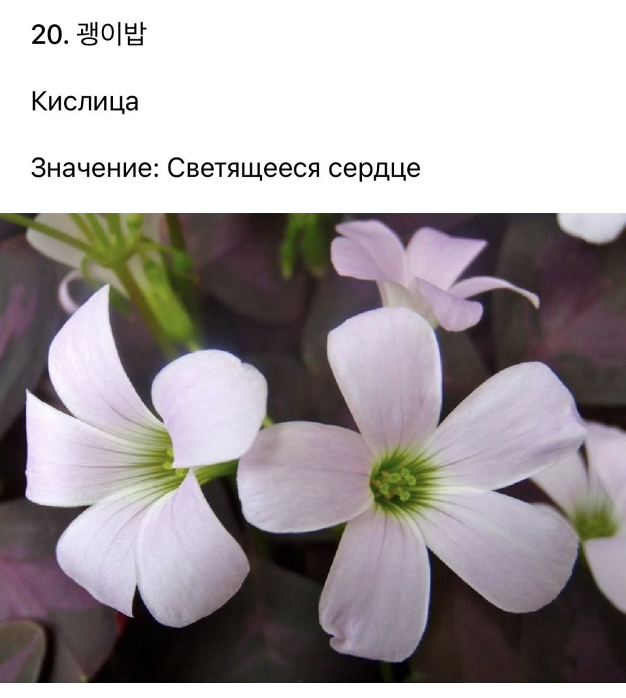 Кислица оксалис