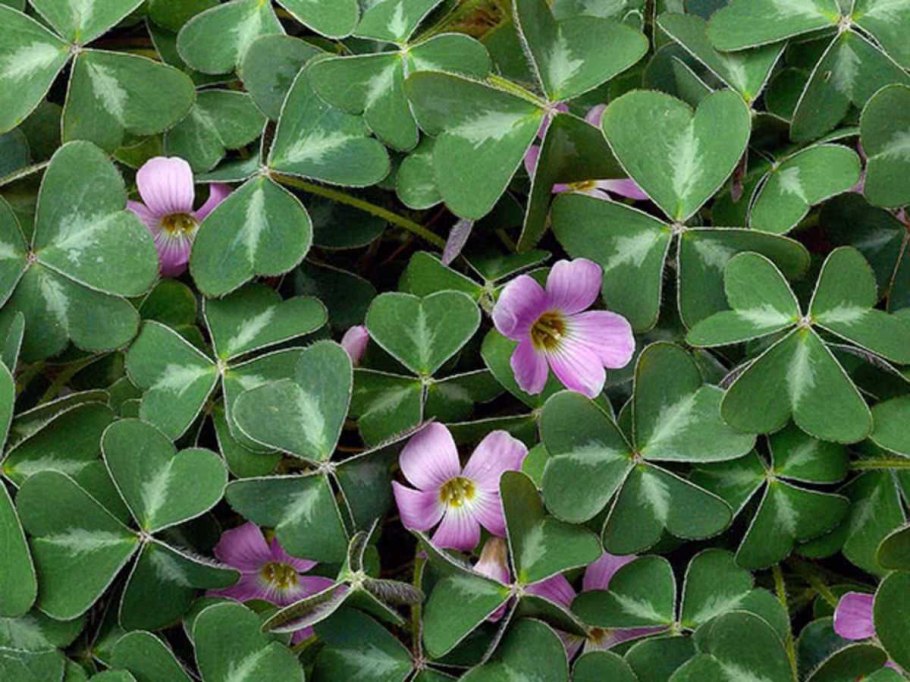 Кислица оксалис семена