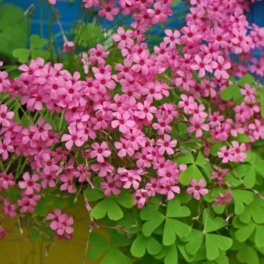 Оксалис Кислица зеленая