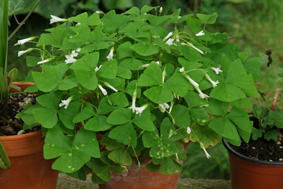 Кислица оксалис