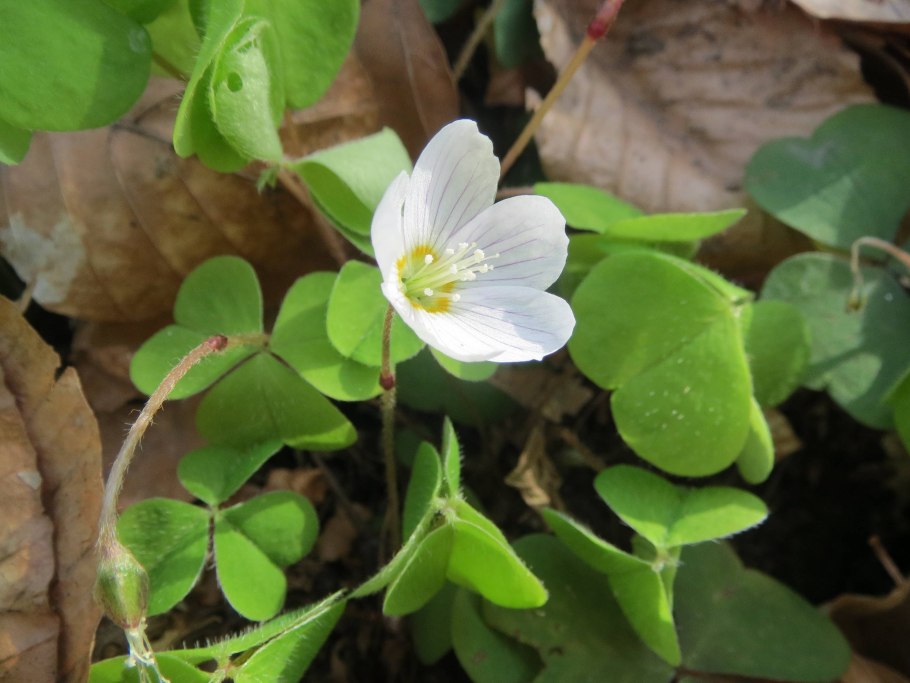 Кислица Ортгиса (Oxalis ortgiesii).