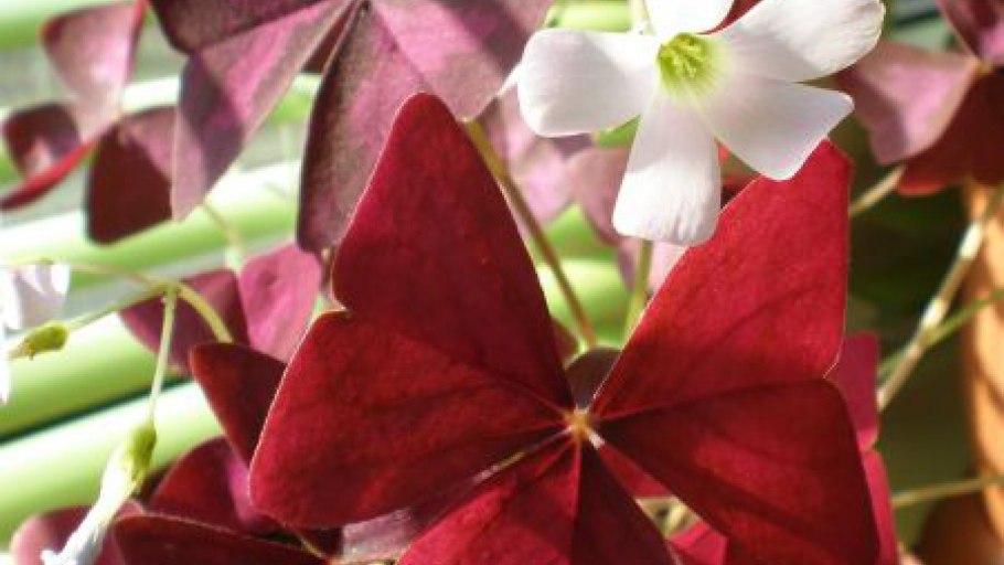 Кислица оксалис