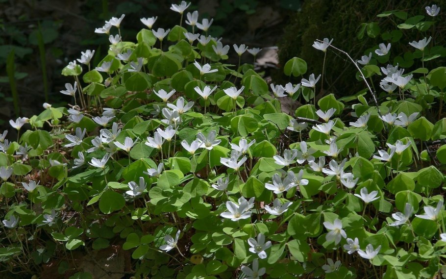 Кислица обыкновенная