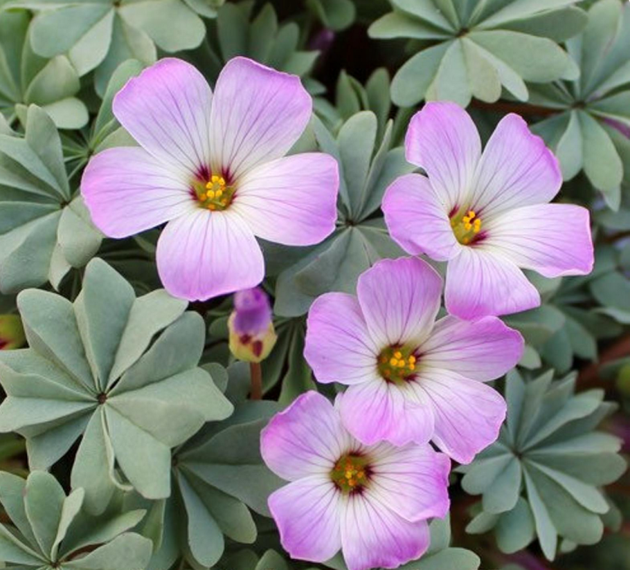 Кислица оксалис