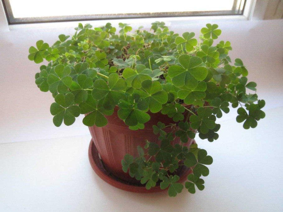 Оксалис Кислица треугольная